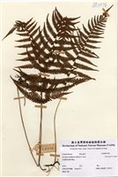 藏品(Dryopteris beddomei (Baker) O. Ktze)的圖片